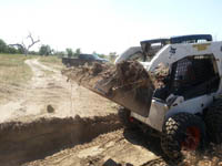 cattle2